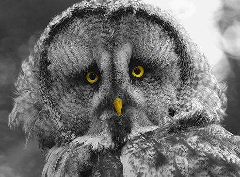 Beauty of animal photography (36 photos)