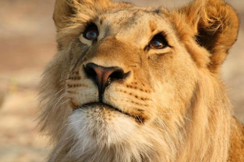 Beauty of animal photography (36 photos)