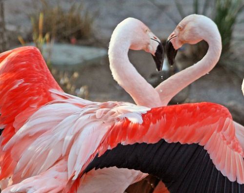Beauty of animal photography (36 photos)