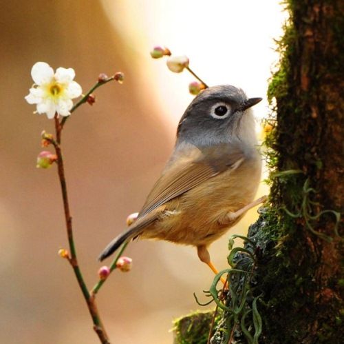 Beauty of animal photography (36 photos)