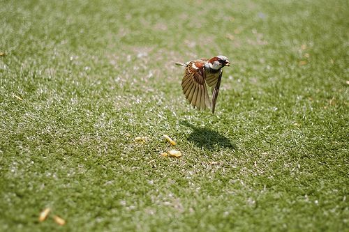 Beauty of animal photography (36 photos)