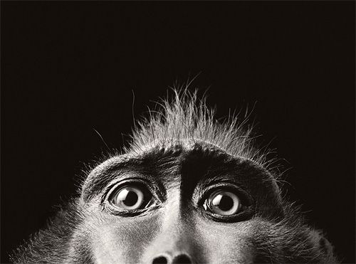 Beauty of animal photography (36 photos)