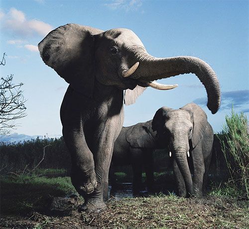Beauty of animal photography (36 photos)