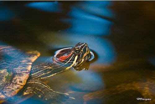 Beauty of animal photography (36 photos)