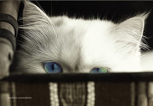 Beauty of animal photography (36 photos)