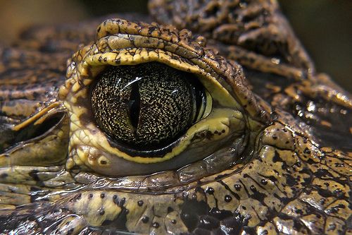 Beauty of animal photography (36 photos)