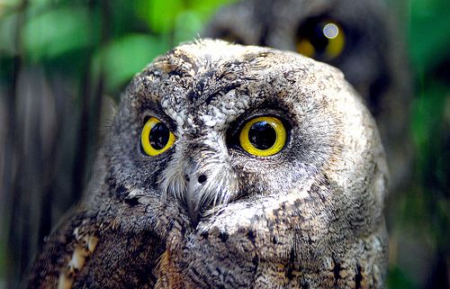 Beauty of animal photography (36 photos)