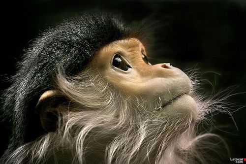 Beauty of animal photography (36 photos)