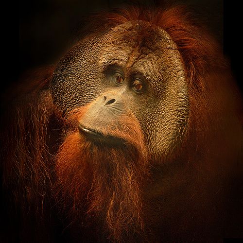Beauty of animal photography (36 photos)