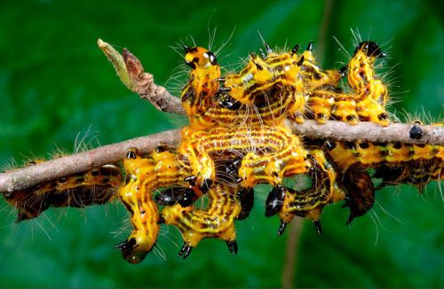 Beauty of animal photography (36 photos)