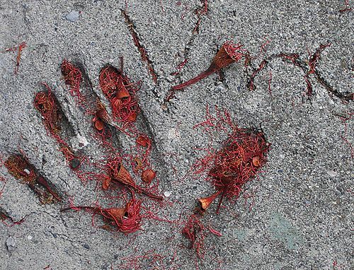 Fingers and hands (27 photos)