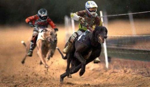 Sports in Photoshop (15 photos)