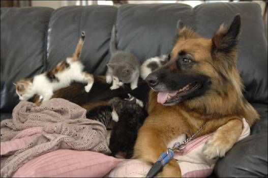 Positive emotion of the day. Unusual family (6 photos)