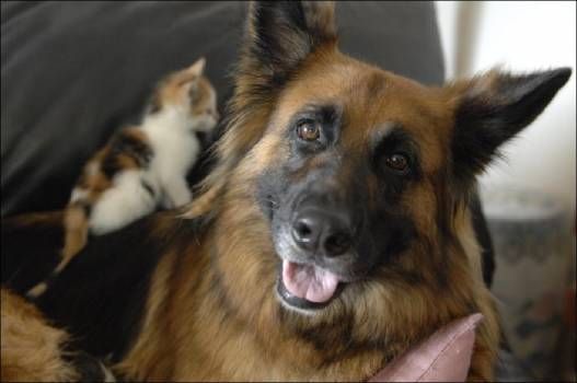 Positive emotion of the day. Unusual family (6 photos)