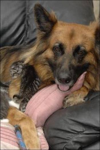 Positive emotion of the day. Unusual family (6 photos)