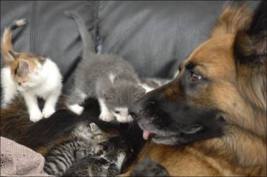 Positive emotion of the day. Unusual family (6 photos)