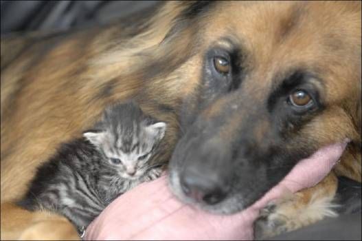 Positive emotion of the day. Unusual family (6 photos)