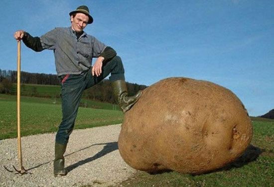 Huge vegetables (13 photos)