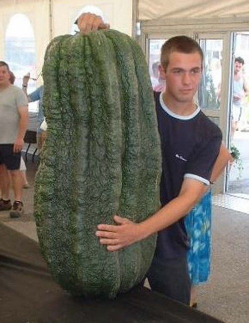 Huge vegetables (13 photos)