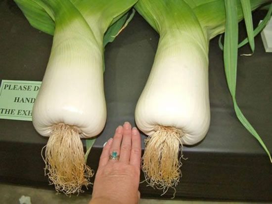Huge vegetables (13 photos)