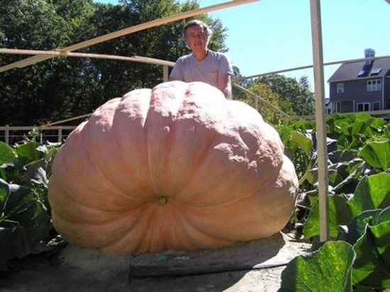 Huge vegetables (13 photos)