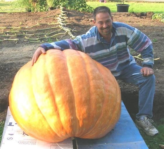 Huge vegetables (13 photos)