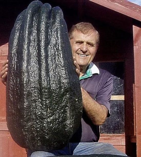 Huge vegetables (13 photos)