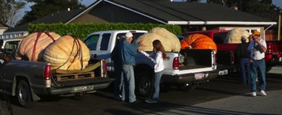 Huge vegetables (13 photos)