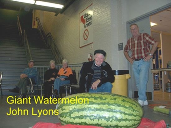 Huge vegetables (13 photos)