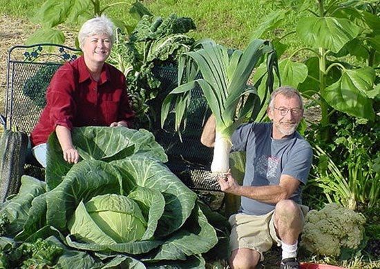 Huge vegetables (13 photos)