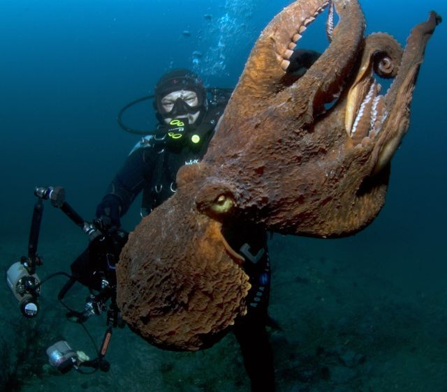 Scuba Diving (21 photos)
