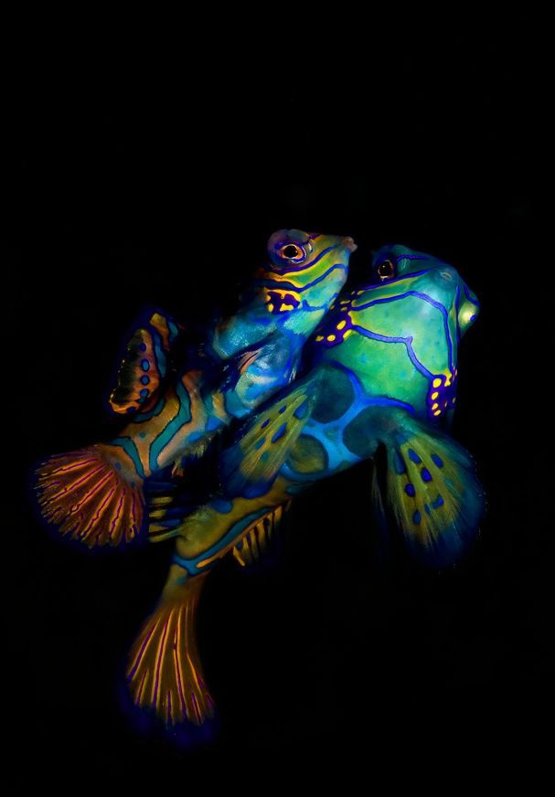 Scuba Diving (21 photos)