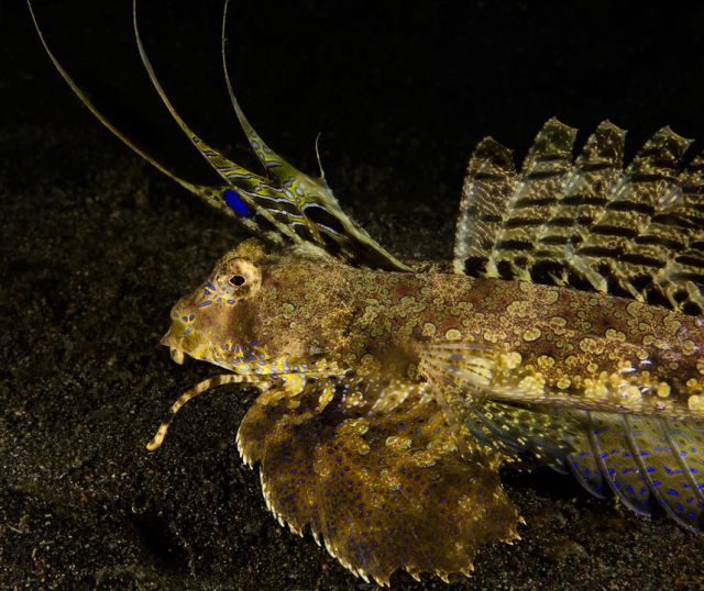 Scuba Diving (21 photos)