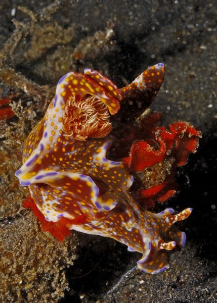 Scuba Diving (21 photos)