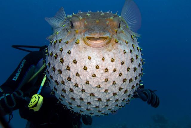 Scuba Diving (21 photos)