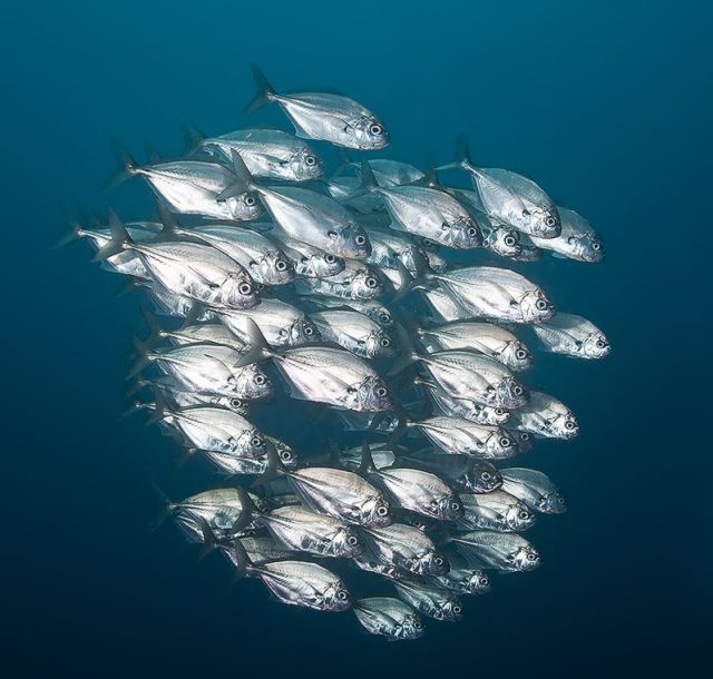 Scuba Diving (21 photos)