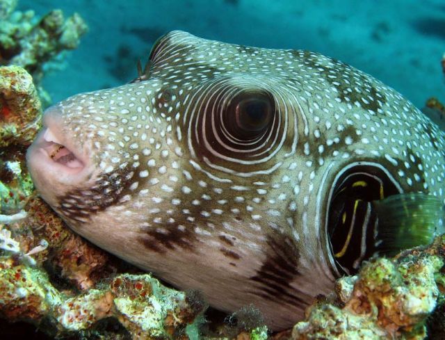 Scuba Diving (21 photos)