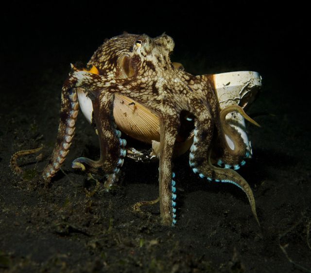 Scuba Diving (21 photos)