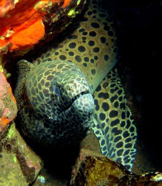 Scuba Diving (21 photos)