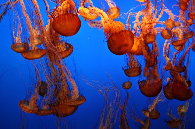 Scuba Diving (21 photos)