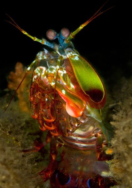 Scuba Diving (21 photos)