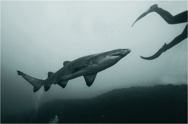Scuba Diving (21 photos)
