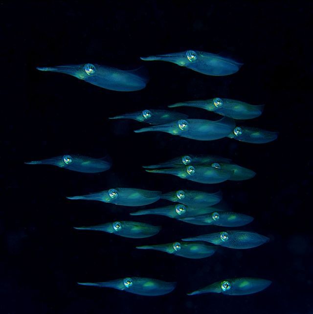 Scuba Diving (21 photos)