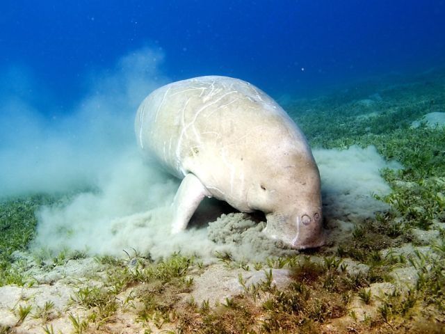 Scuba Diving (21 photos)