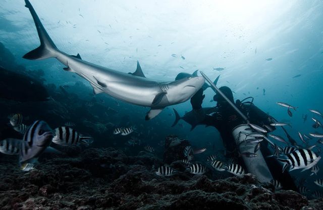 Scuba Diving (21 photos)