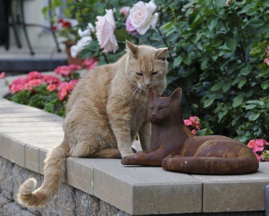 Cats monuments (41 photos)