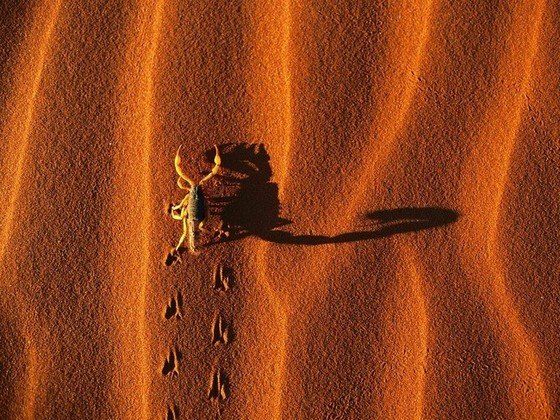 Life in the desert (50 photos)