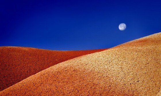 Life in the desert (50 photos)