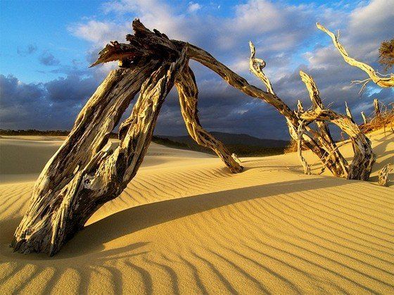 Life in the desert (50 photos)
