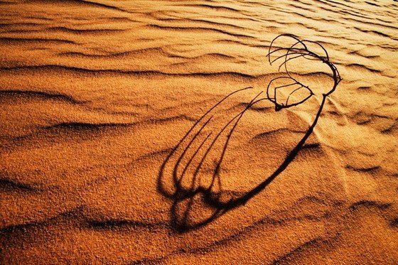 Life in the desert (50 photos)